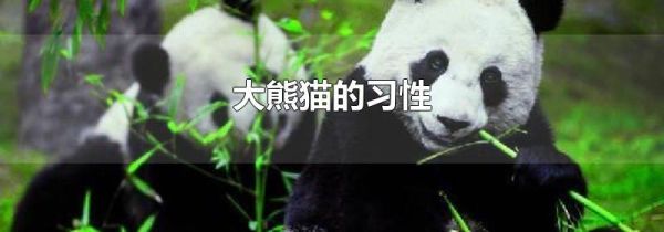 大熊猫的习性