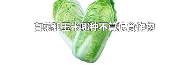 白菜和玉米哪种不算粮食作物