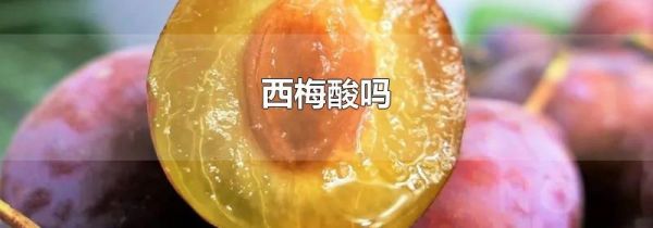 西梅酸吗