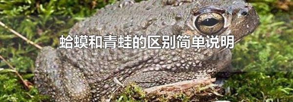 蛤蟆和青蛙的区别简单说明