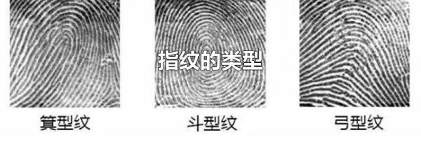 指纹的类型