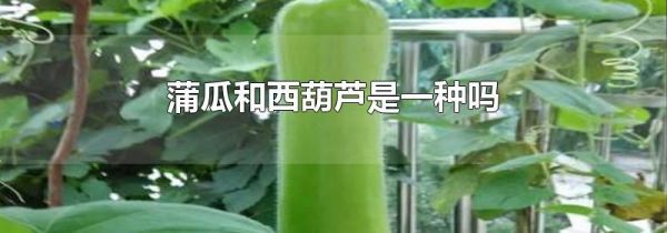 蒲瓜和西葫芦是一种吗