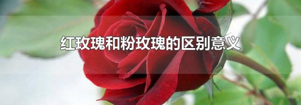 红玫瑰和粉玫瑰的区别意义