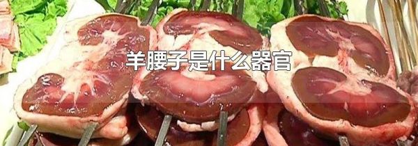 羊腰子是什么器官