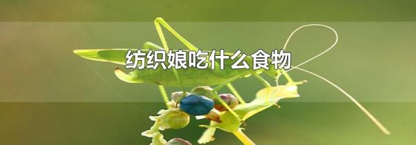 纺织娘吃什么食物