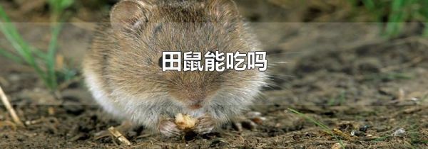 田鼠能吃吗