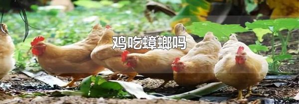 鸡吃蟑螂吗