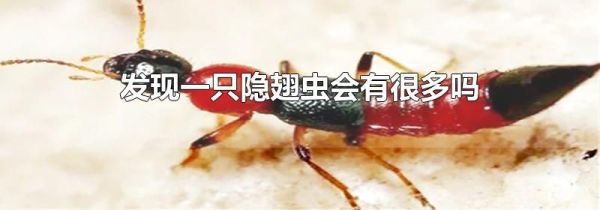 发现一只隐翅虫会有很多吗