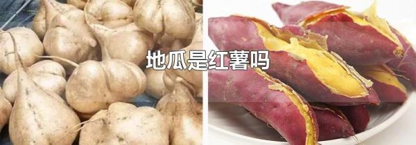 地瓜是红薯吗