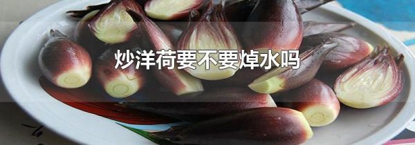 炒洋荷要不要焯水吗