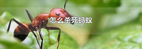 怎么杀死蚂蚁