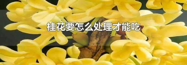 桂花要怎么处理才能吃