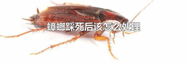 蟑螂踩死后该怎么处理