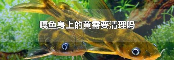 嘎鱼身上的黄需要清理吗