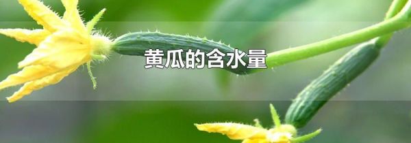 黄瓜的含水量