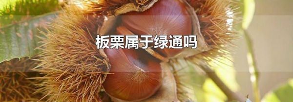 板栗属于绿通吗