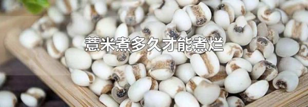 薏米煮多久才能煮烂