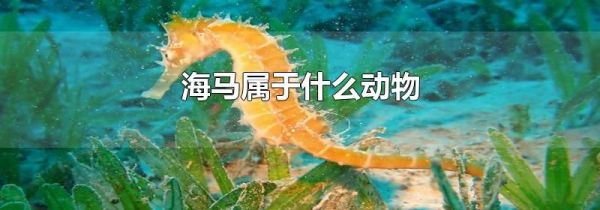 海马属于什么动物