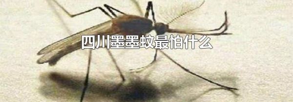 四川墨墨蚊最怕什么