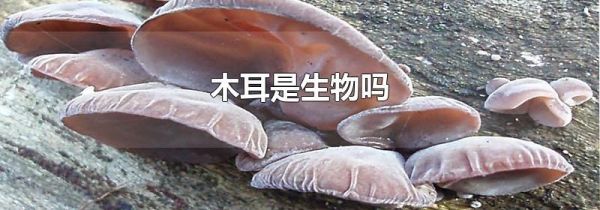 木耳是生物吗