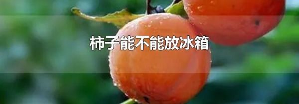 柿子能不能放冰箱
