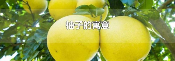柚子的寓意