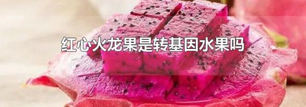 红心火龙果是转基因水果吗