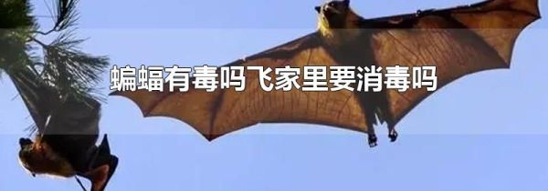 蝙蝠有毒吗飞家里要消毒吗