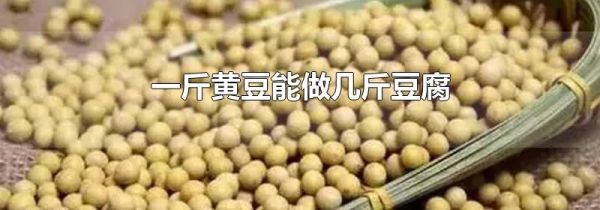 一斤黄豆能做几斤豆腐
