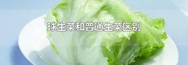 球生菜和普通生菜区别