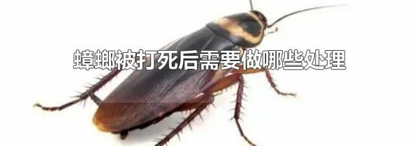 蟑螂被打死后需要做哪些处理