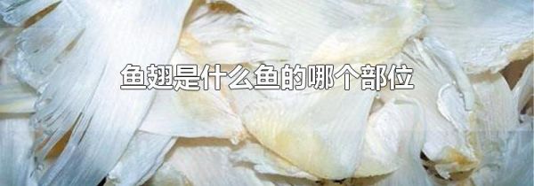 鱼翅是什么鱼的哪个部位