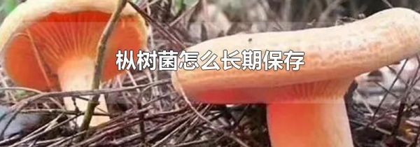 枞树菌怎么长期保存