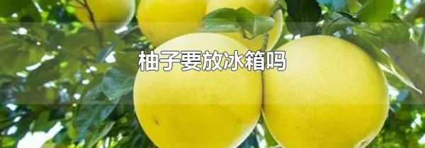 柚子要放冰箱吗