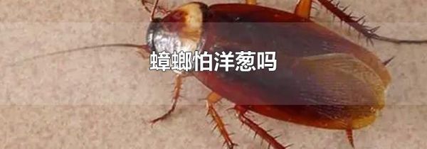 蟑螂怕洋葱吗