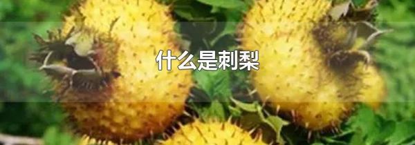 什么是刺梨