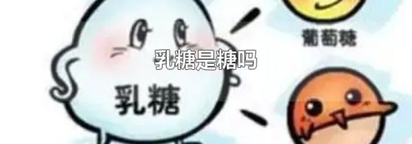乳糖是糖吗