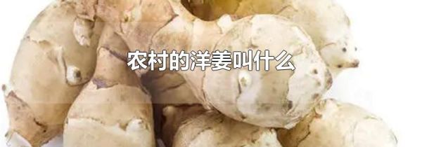 农村的洋姜叫什么