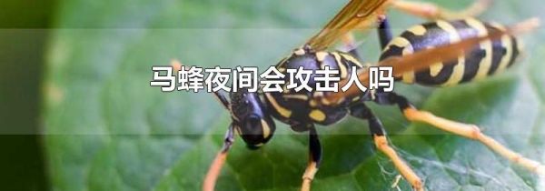 马蜂夜间会攻击人吗