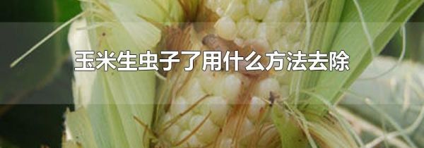 玉米生虫子了用什么方法去除