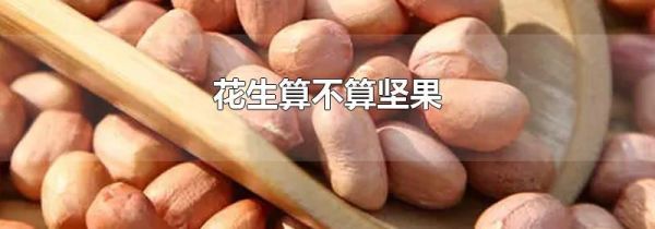 花生算不算坚果