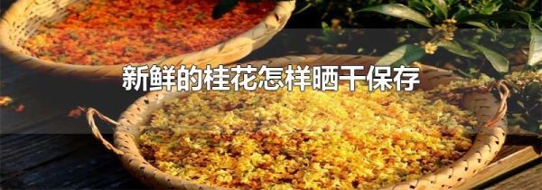 新鲜的桂花怎样晒干保存