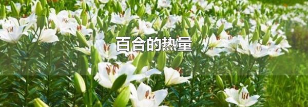 百合的热量