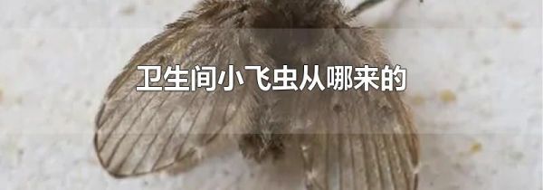 卫生间小飞虫从哪来的