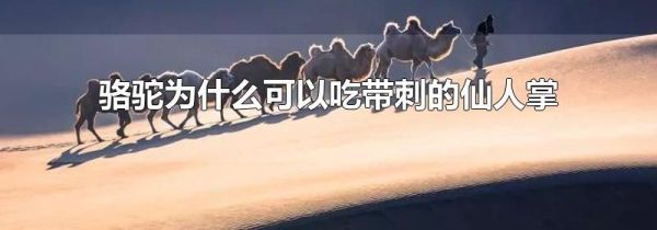 骆驼为什么可以吃带刺的仙人掌