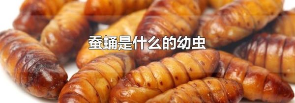 蚕蛹是什么的幼虫