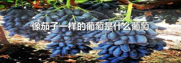 像茄子一样的葡萄是什么葡萄