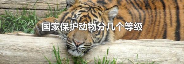 国家保护动物分几个等级