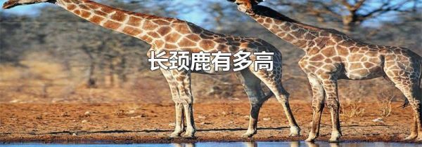 长颈鹿有多高