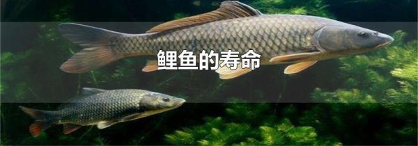 鲤鱼的寿命